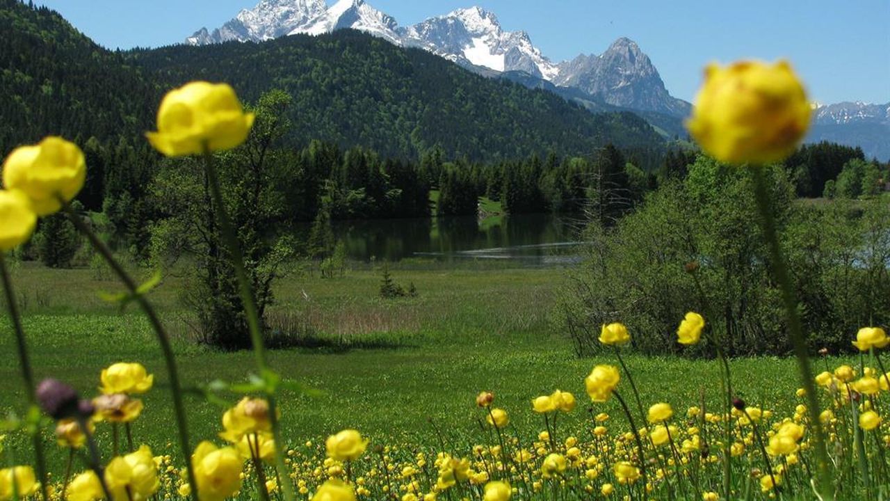 Blumenwiese am Geroldsee Blumenwiese am Geroldsee